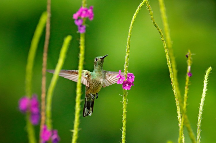 Kolibri - Boca Tapada - Costa Rica